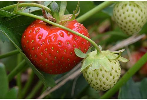 Strawberry-Fragola